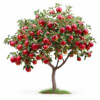 AI generated beautiful apple tree isolated on white background. photo