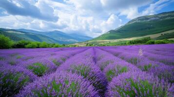 AI generated Beautiful landscape with blooming lavender fields in Provence. photo