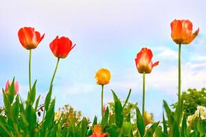 Red yellow delicate tulips, red flowers on a green lawn, sky photo