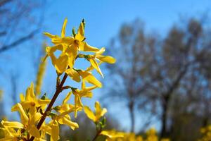 Yellow gold rich spring blossom flowers Forsythia europaea with petals photo