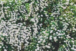 Delicate white summer spring shrub flowers carpet photo