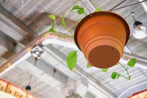 cerámico flor maceta colgando desde el techo con comunicaciones foto