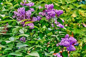 Fresh lilac spring branches with purple flowers on greenery photo