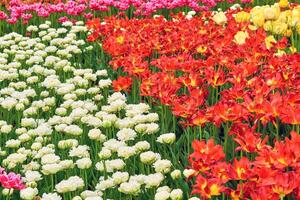 Gardening,landscaping. Delicate carpet of red white tulips in the park photo