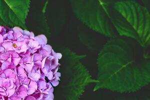 Pink bright Macrilla hydrangea,space for text on dark saturated greenery photo