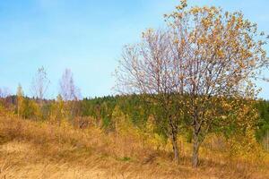 Autumn trees with falling leaves on a rural pasture, withering yellow grass photo