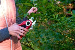 Garden care. Trimming with scissors secateurs extra branches on a fruit tree photo