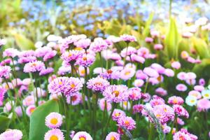 Cheerful pink daisies and blue forget-me-nots on a green meadow photo