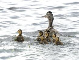 Pintail Duck Family photo
