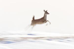 ciervo corriendo en invierno foto