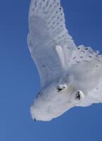 Snowy Owl Winter photo