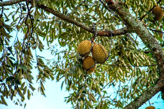 Fresh local Indonesian durian. The durian is still on the tree, maintaining its freshness. The durian tree. photo