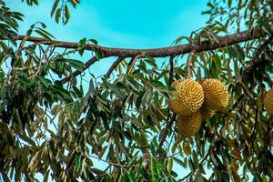 Fresh local Indonesian durian. The durian is still on the tree, maintaining its freshness. The durian tree. photo