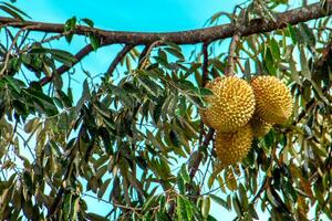 Fresh local Indonesian durian. The durian is still on the tree, maintaining its freshness. The durian tree. photo