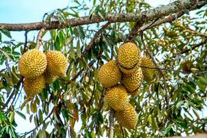 Fresco local indonesio Durian. el Durian es todavía en el árbol, mantener sus frescura. el Durian árbol. foto