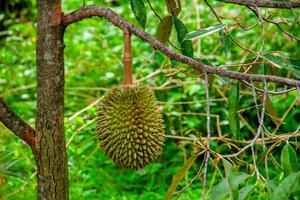 Fresh local Indonesian durian. The durian is still on the tree, maintaining its freshness. The durian tree. photo