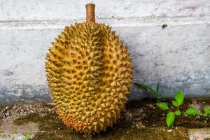 local indonesio Durian es delicioso y contiene varios vitaminas y minerales, Proporcionar un encantador gusto experiencia. foto