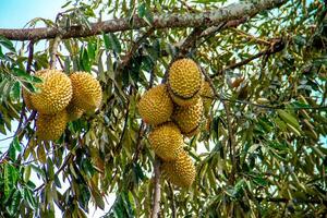 Fresh local Indonesian durian. The durian is still on the tree, maintaining its freshness. The durian tree. photo