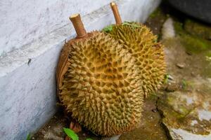 local indonesio Durian es delicioso y contiene varios vitaminas y minerales, Proporcionar un encantador gusto experiencia. foto