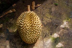 local indonesio Durian es delicioso y contiene varios vitaminas y minerales, Proporcionar un encantador gusto experiencia. foto