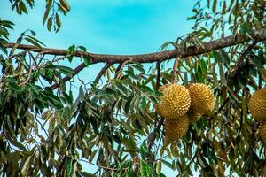 Fresh local Indonesian durian. The durian is still on the tree, maintaining its freshness. The durian tree. photo