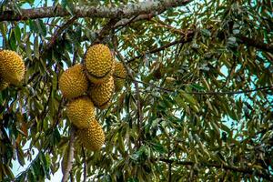 Fresco local indonesio Durian. el Durian es todavía en el árbol, mantener sus frescura. el Durian árbol. foto