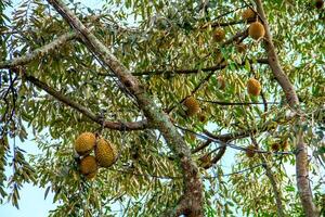 Fresco local indonesio Durian. el Durian es todavía en el árbol, mantener sus frescura. el Durian árbol. foto