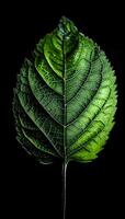 AI generated a close up of a green leaf on a black background photo