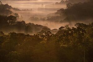 The stunning view from a tourist's standpoint as they go down a hill on a foggy trail with a hill and a background of a golden sky in Forest Park, Thailand. Rainforest. Bird's eye view. Aerial view. photo