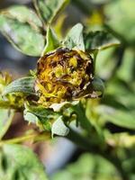 trips parásito animal destruir blanco Rosa flor en botánica jardín dañar suave pétalos a seco foto