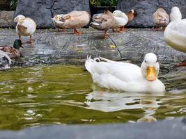 big feather wing animal in wild white duck swimming on the water pond and eating food . group Duck swimming in the clear swamp water photo