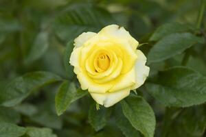 hermosa soltero amarillo Rosa fragante flores floreciente en botánica jardín con verde hojas. olor de Fresco oler foto