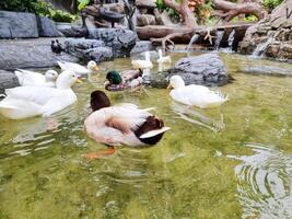 animal feather wing wild white  duck swimming on the water and eating food . group Duck swimming in the clear swamp water photo