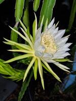 fresh green and white flower bloming dragon fruit hanging on branch growing on night . tropical sweet fruit in thailand garden. photo