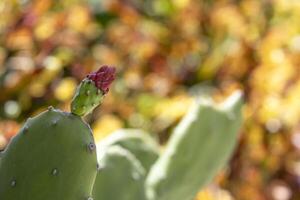 rojo brotes circulo cactus en verde rama. esta árbol crecimiento en postre y agudo espinas vistoso antecedentes. foto