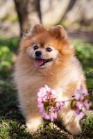 pomeranio perro con rosado flores en el jardín. selectivo enfocar. foto