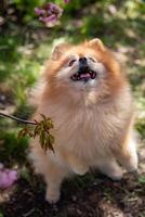 Pomeranian spitz dog stands in the garden and smiles. photo