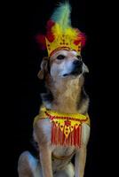 retrato de un perro vestido de carnaval, con plumas, lentejuelas y brillos foto