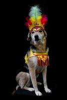 retrato de un perro vestido de carnaval, con plumas, lentejuelas y brillos foto