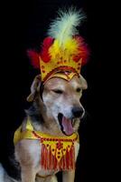 Portrait of a dog dressed for carnival, with feathers, sequins and glitters photo