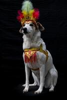 Portrait of a dog dressed for carnival, with feathers, sequins and glitters photo