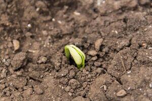 de cerca detalle de semillas germinando en primavera y otoño. germinación concepto foto