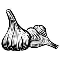 Garlic icon in sketch style vector