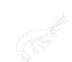 shrimp    outline silhouette vector