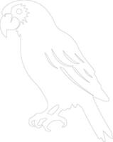 parrot  outline silhouette vector