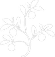 kumquat  outline silhouette vector