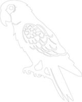 African gray parrot  outline silhouette vector