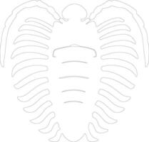 Trilobite    outline silhouette vector