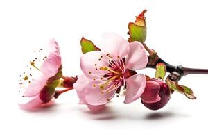 AI generated Close-up of a branch of cherry blossom isolated on a white background photo