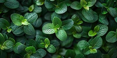 AI generated leaves green background. Abstract spring background natural green leaf in the forest. Top view of green leaf in the garden. Flat lay. photo